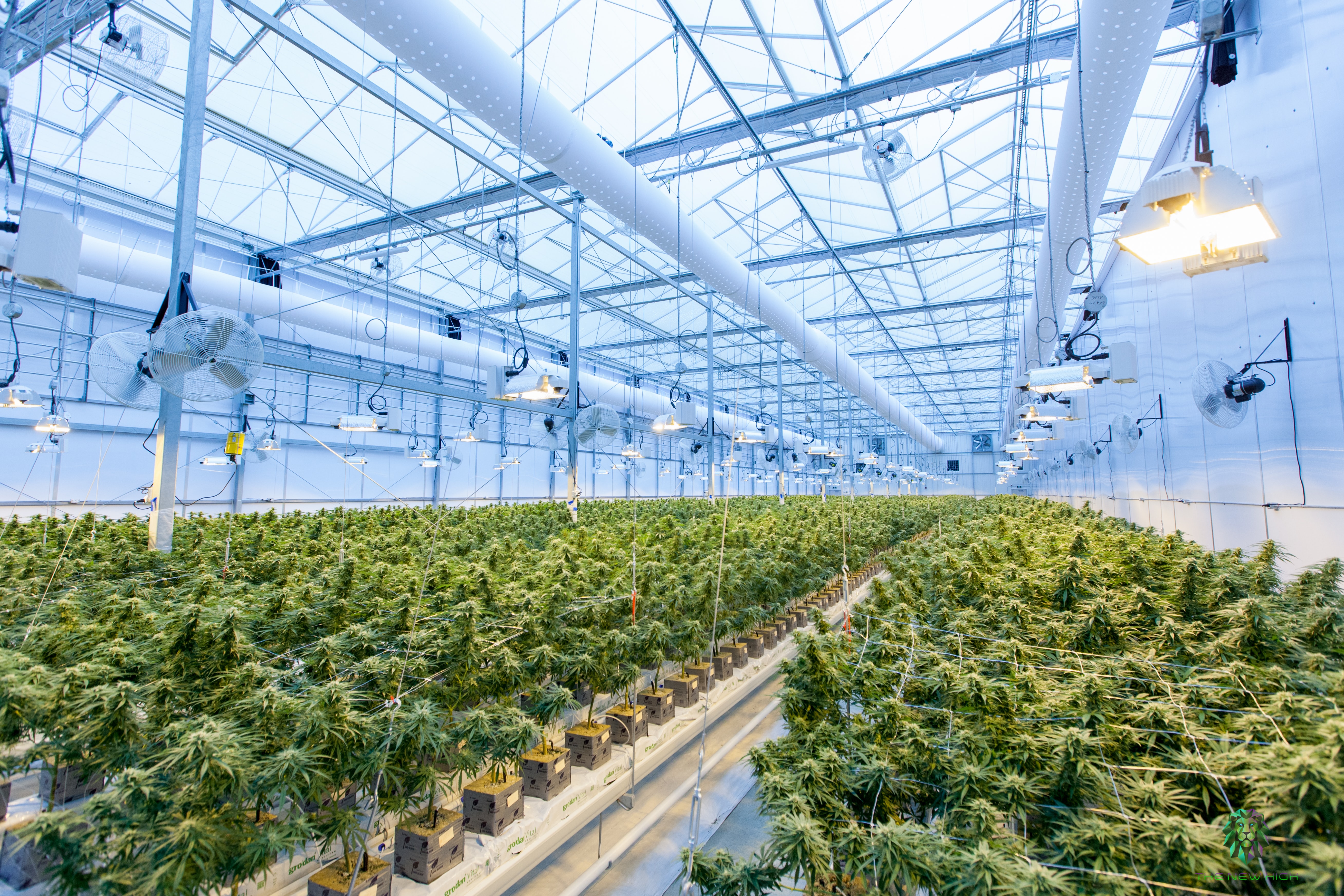 The Need to Be Green: Focus on Environmental Sustainability Can Inure to Bottom Line for Cannabis Industry